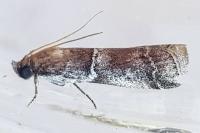 Alophia combustella