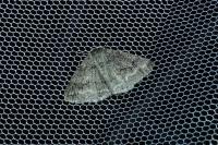 Pseudoterpna coronillaria