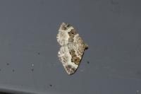 Epirrhoe alternata