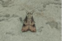 Agrotis puta