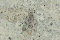 Acronicta psi/tridens