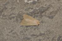 Mythimna pallens
