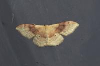 Idaea degeneraria