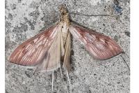 Antigastra catalaunalis