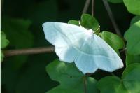 Campaea margaritaria