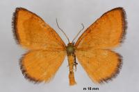 Idaea flaveolaria