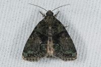 Cryphia algae