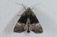 Mesoligia furuncula