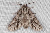 Meganephria bimaculosa