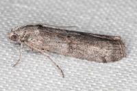 Phycita torrenti