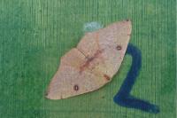 Cyclophora puppillaria