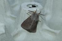 Diaphora mendica