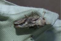 Egira conspicillaris