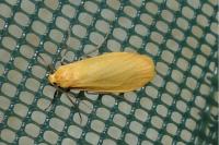 Wittia sororcula