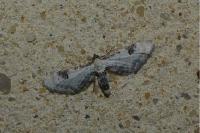 Eupithecia centaureata
