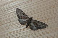Eupithecia cocciferata