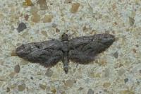 Eupithecia oxycedrata