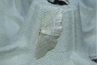 Idaea subsericeata