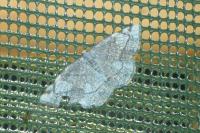 Stegania trimaculata