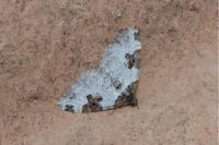 Xanthorhoe fluctuata