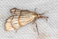 Chrysocrambus linetella