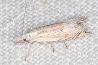 Metacrambus carectellus