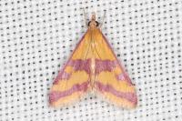 Pyrausta sanguinalis