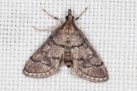 Metasia cuencalis bourgognei