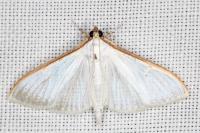 Palpita vitrealis