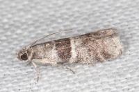 Elegia atrifasciella