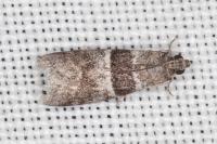 Elegia atrifasciella