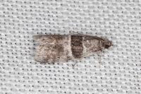 Elegia atrifasciella