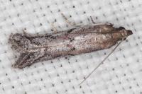 Ephestia mistralella