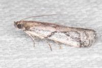 Ephestia mistralella