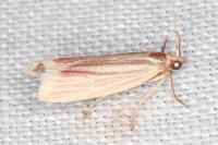 Hypsotropa gallohispanicella