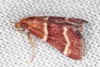 Stemmatophora combustalis