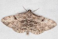 Peribatodes rhomboidaria rhomboidaria