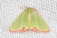 Eucrostes indigenata