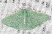 Xenochlorodes olympiaria