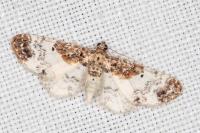 Eupithecia breviculata