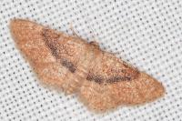 Idaea belemiata helianthemata