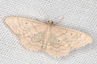 Idaea determinata