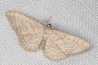 Idaea determinata