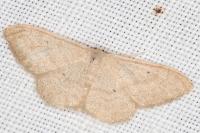 Idaea deversaria