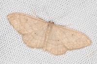 Idaea deversaria