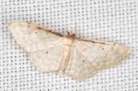 Idaea fuscovenosa