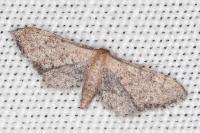 Idaea infirmaria