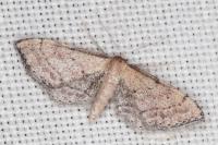 Idaea infirmaria