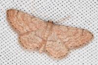 Idaea obsoletaria
