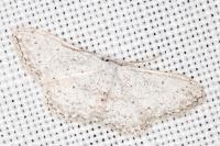 Idaea seriata